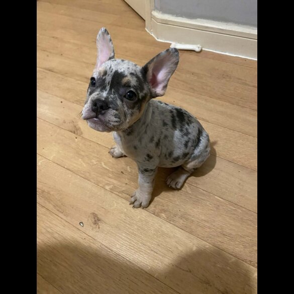 French Bulldog