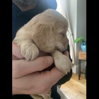 Cocker Spaniel (Show)