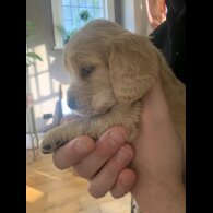 Cocker Spaniel (Show)
