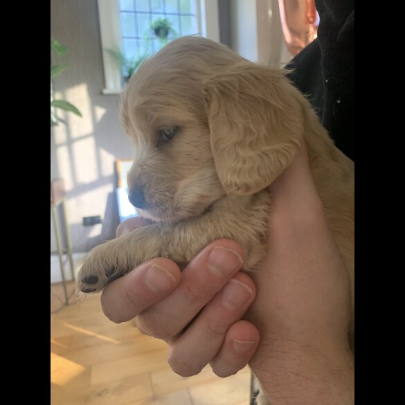Cocker Spaniel (Show)