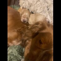 Cocker Spaniel (Show)