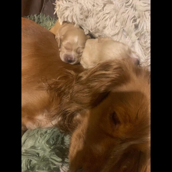 Cocker Spaniel (Show)