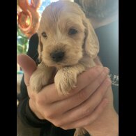Cocker Spaniel (Show)