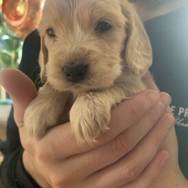 Cocker Spaniel (Show)