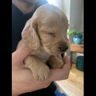 Cocker Spaniel (Show)