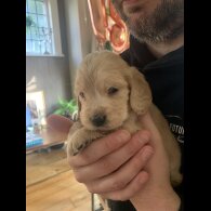 Cocker Spaniel (Show)