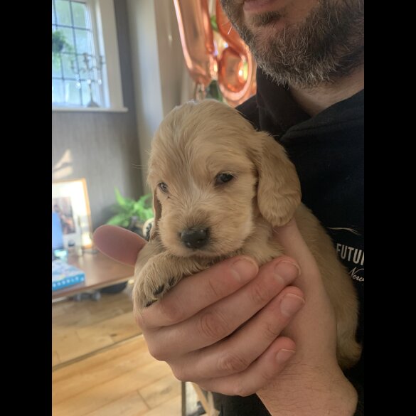 Cocker Spaniel (Show)