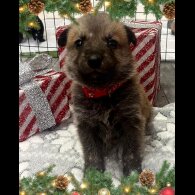 German Shepherd (Alsatian)