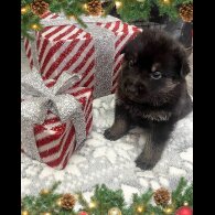 German Shepherd (Alsatian)