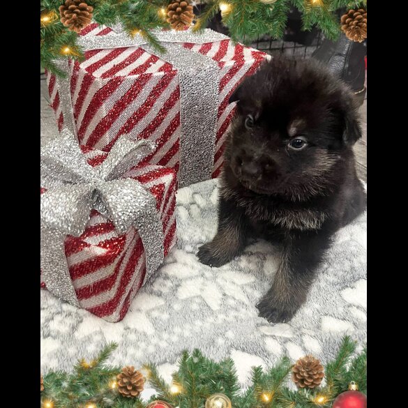 German Shepherd (Alsatian)