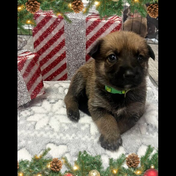 German Shepherd (Alsatian)