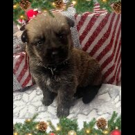 German Shepherd (Alsatian)