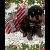 German Shepherd (Alsatian)