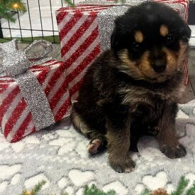 German Shepherd (Alsatian)