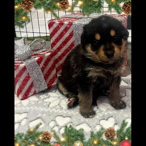 German Shepherd (Alsatian)