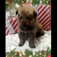 German Shepherd (Alsatian)