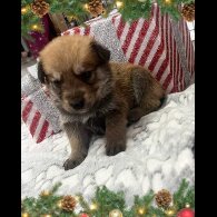 German Shepherd (Alsatian)