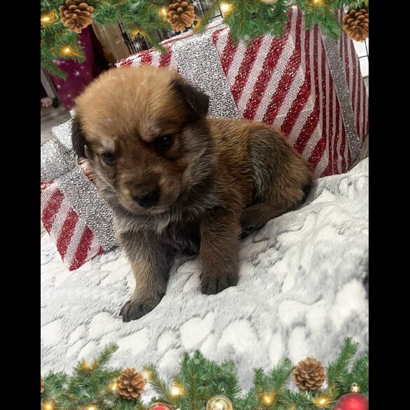 German Shepherd (Alsatian)