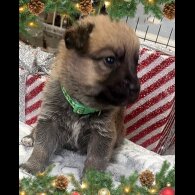 German Shepherd (Alsatian)