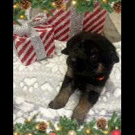 German Shepherd (Alsatian)