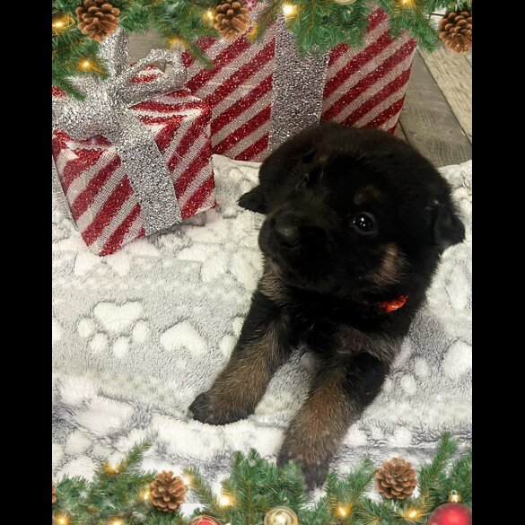 German Shepherd (Alsatian)