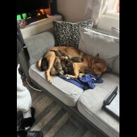 German Shepherd (Alsatian)