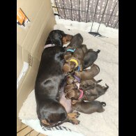 Dachshund (Smooth Haired)