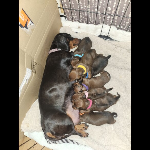 Dachshund (Smooth Haired)