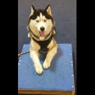 Siberian Husky