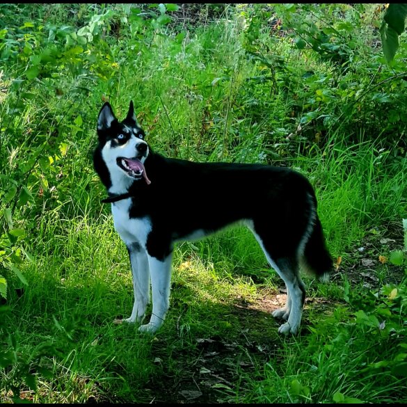 Siberian Husky