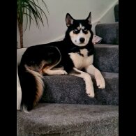 Siberian Husky
