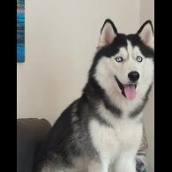 Siberian Husky