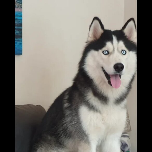 Siberian Husky