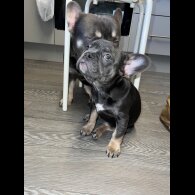 French Bulldog