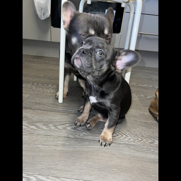 French Bulldog