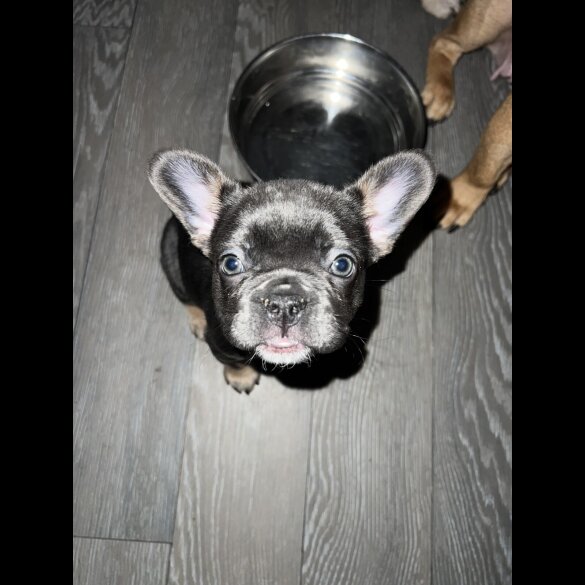 French Bulldog