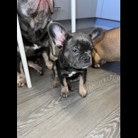 French Bulldog