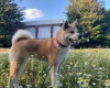 Akita