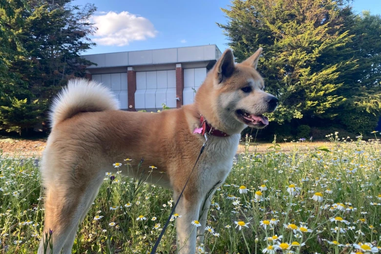 Akita