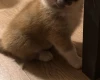 Akita