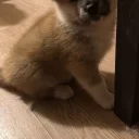 Akita