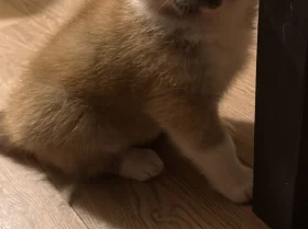 Akita
