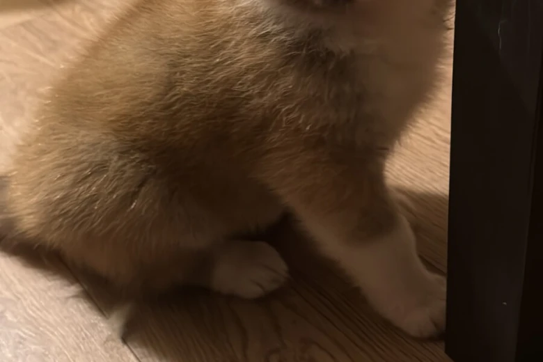 Akita