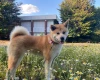 Akita