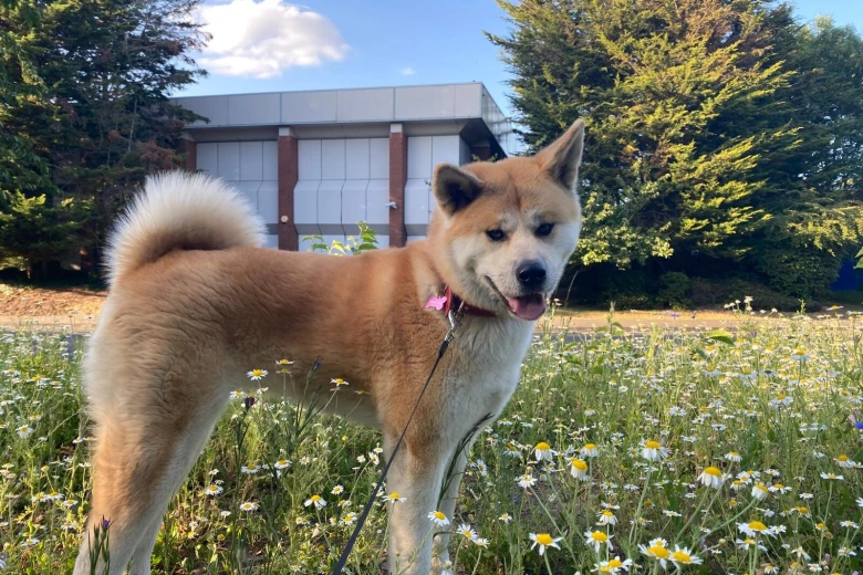 Akita