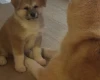 Akita