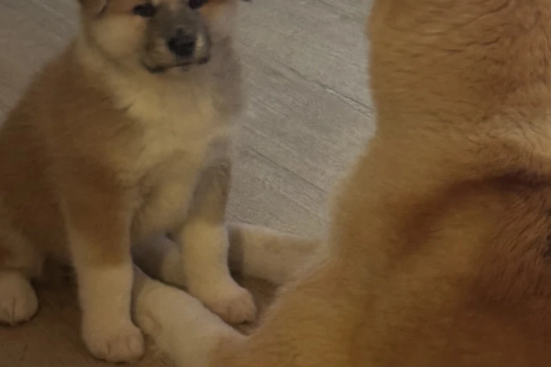 Akita