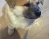 Akita