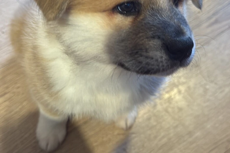 Akita