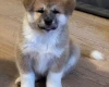 Akita